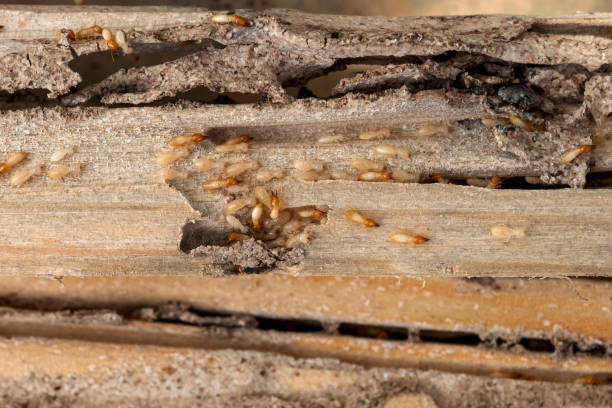 Best Pest Removal Services  in Jefferson, WI